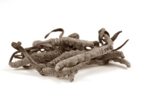 Cordyceps sinensis works like hCG