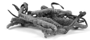 Elderly are fitter with Cordyceps sinensis