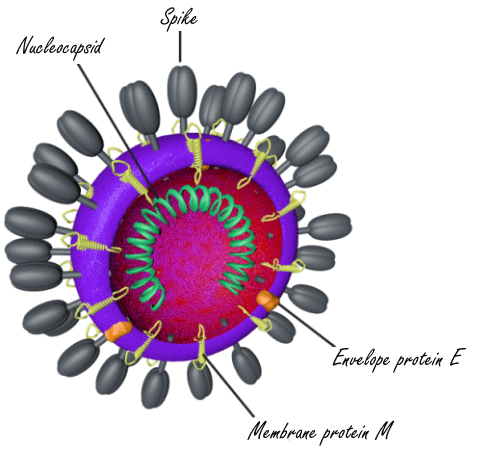 Surviving covid thanks to GABA supplementation