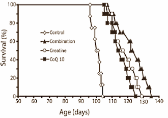 Creatine-Q10 combination protects brain cells and lengthens lifespan: animal study