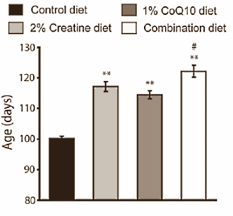 Creatine-Q10 combination protects brain cells and lengthens lifespan: animal study