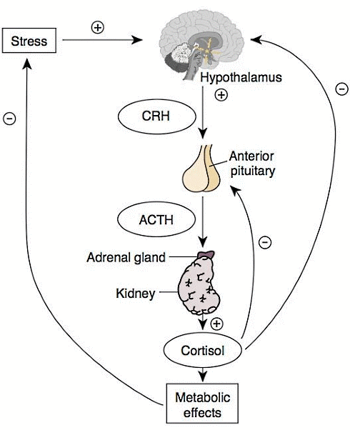 Quercetin reduces cortisol peak after stress