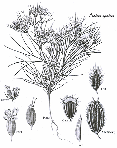 Supplementation with cumin and lime causes weight loss