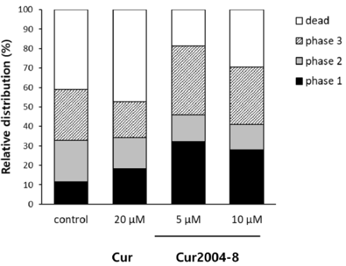 Cur2004-8 more effective than curcumin, animal study