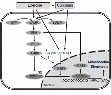 La curcumine active plusieurs protéines et messagers cellulaires cAMP, AMPK et SIRT1