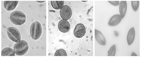 The prosexual effect of just one capsule of date palm pollen