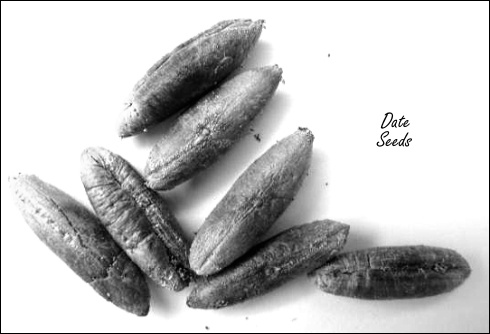 Date palm seed tea increases testosterone levels