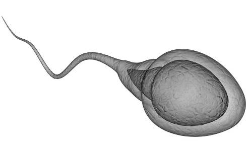 Does a hefty dose of ergothioneine make men more fertile?