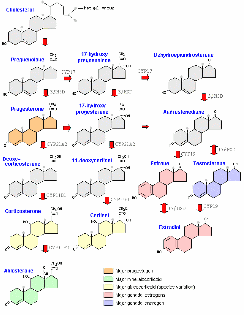 DHEA-supplementation boosts post-interval training anabolism