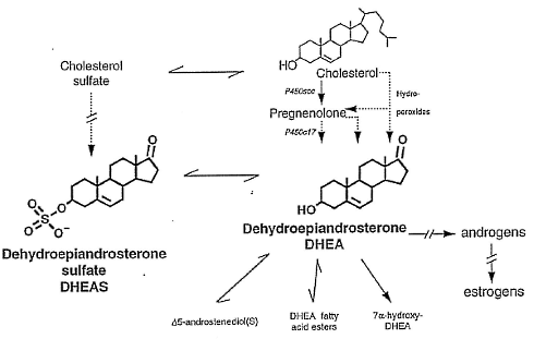 Low cortisol levels and high DHEA levels retain muscle mass after 65