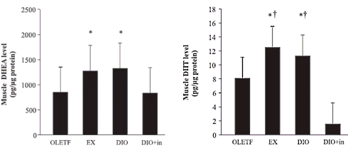 Dioscorea esculenta increases the concentration of DHT in muscles