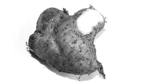 Dioscorea esculenta increases the concentration of DHT in muscles