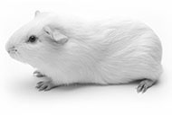 Oleuropein, rutin and curcumin versus osteoarthritis