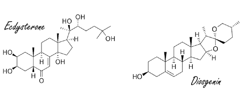 Ecdysterone and diosgenin enhance each other's anabolic effect