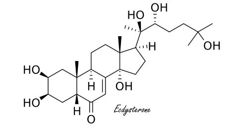 Thanks to ecdysterone supplementation, strength athletes gain 2 kilos of muscle mass in 10 weeks