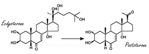 Modified ecdysteroids with more anabolic effect