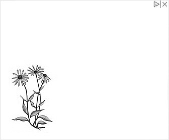 Echinacea