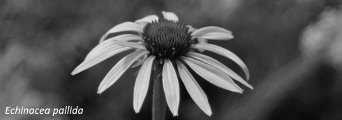 These Echinacea components kill cancer cells