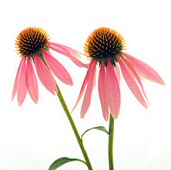 Study: Echinacea helps against colds