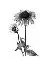 Echinacea purpurea