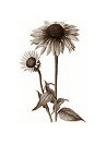 These Echinacea components kill cancer cells