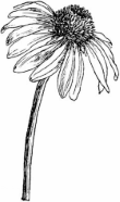 Echinacea keeps immune system up & running in times of severe stress