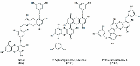 The underestimated ergogenic potential of Ecklonia cava
