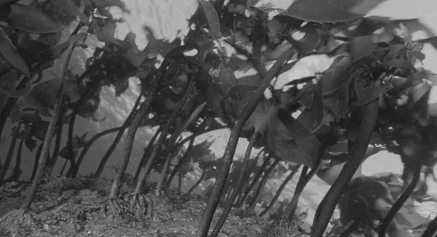 The underestimated ergogenic potential of Ecklonia cava