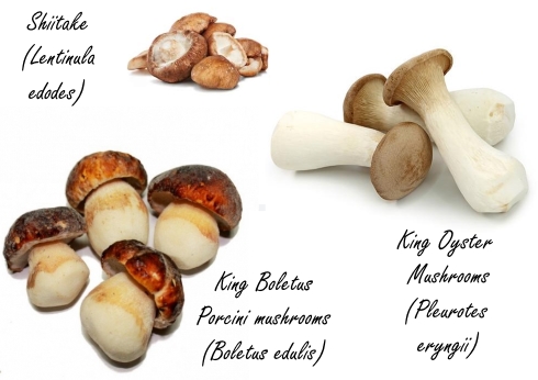Edible mushrooms keep skin young