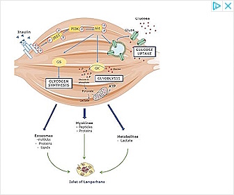 Endurance Supplements