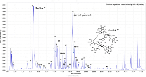 Supplementation with Epilobium angustifolium relieves mild prostate complaints