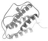 EPO-gene injection results in increased muscle and definition