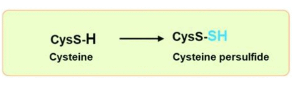 Supplementation with a high dose of the amino acid ergothioneine may help people in their 30s and 40s stay just as fit as they were in their twenties. This is suggested by an animal study published in Cell Metabolism in 2025.