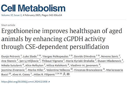 Supplementation with a high dose of the amino acid ergothioneine may help people in their 30s and 40s stay just as fit as they were in their twenties. This is suggested by an animal study published in Cell Metabolism in 2025.
