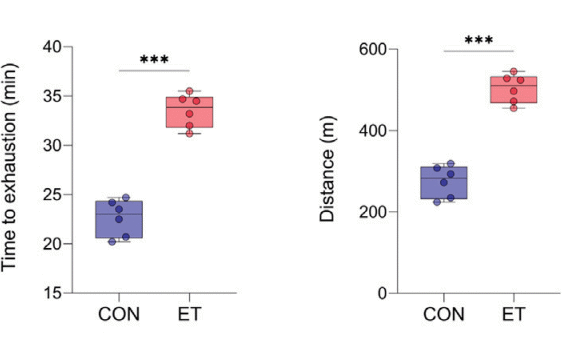 Supplementation with a high dose of the amino acid ergothioneine may help people in their 30s and 40s stay just as fit as they were in their twenties. This is suggested by an animal study published in Cell Metabolism in 2025.