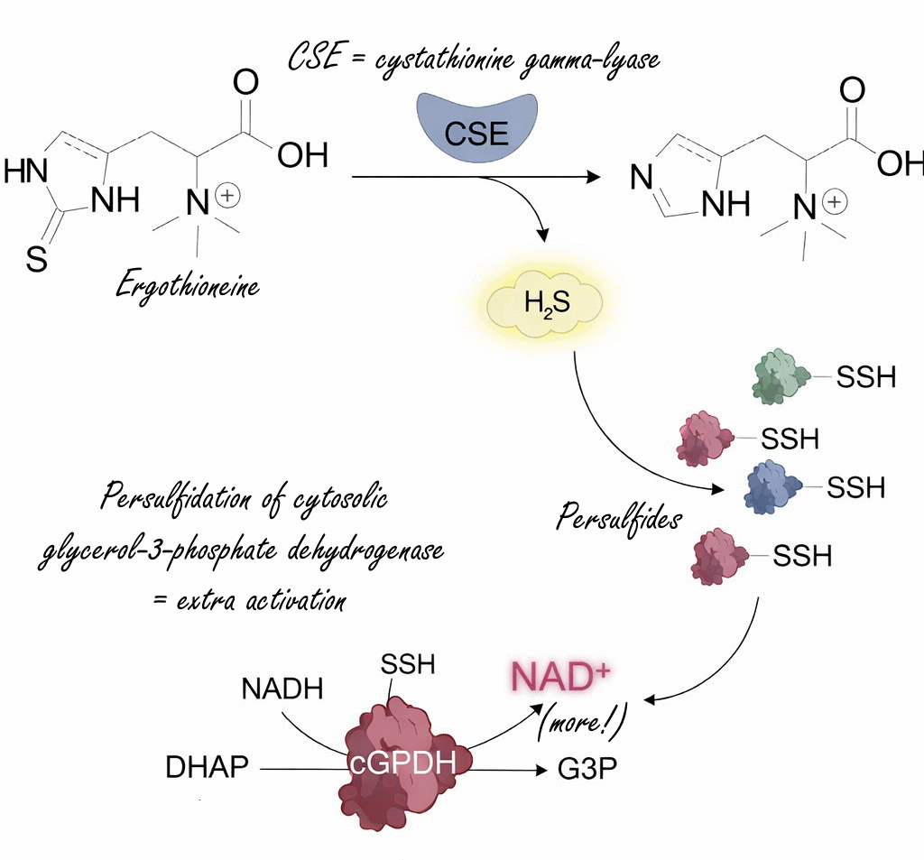 Supplementation with a high dose of the amino acid ergothioneine may help people in their 30s and 40s stay just as fit as they were in their twenties. This is suggested by an animal study published in Cell Metabolism in 2025.