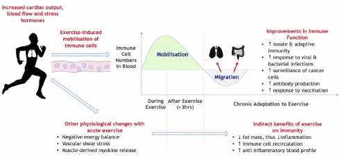 Why sculptors live longer than painters