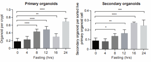 Fasting activates stem cells to regenerate tissues