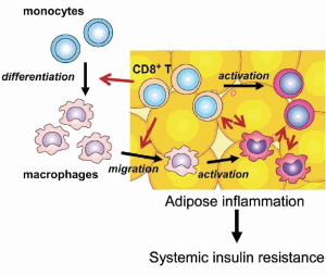 GABA: body fat inhibitor and insulin booster