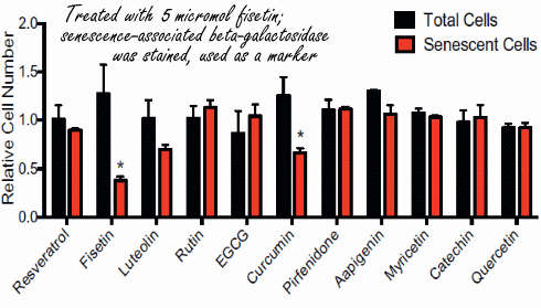 Fisetin makes senescent cells disappear from the body
