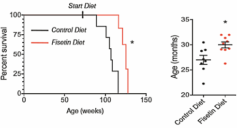 Fisetin, the life-extender in cucumber, makes senescent cells disappear from the body