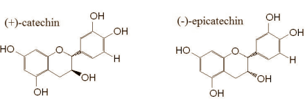 Cacao boosts fat burning