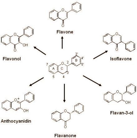 Cacao boosts fat burning