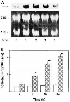 Nasal decongestant may inhibit myostatin