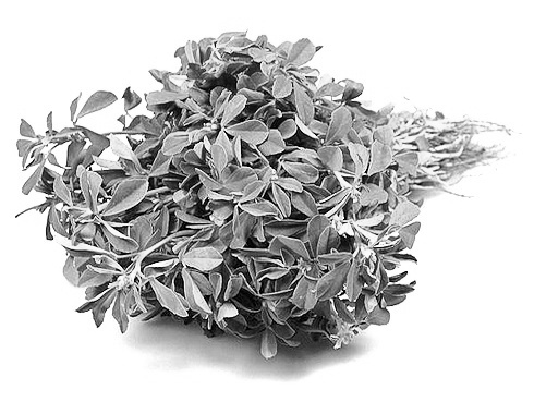 Anti-diabetic herb fenugreek makes diabetics healthier