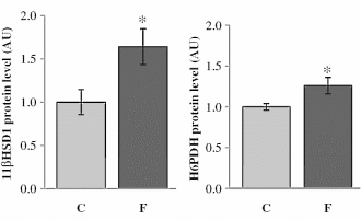 Fructose is a cortisol booster