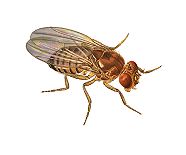 Combination of probiotics and Ayurvedic preparation prolongs life of fruit fly by sixty percent
