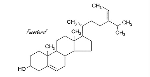 Gelidium elegans, the slimming algae