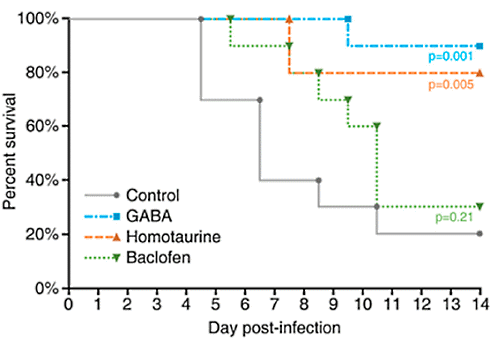 Surviving covid thanks to GABA supplementation