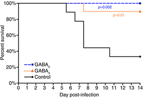 Surviving covid thanks to GABA supplementation